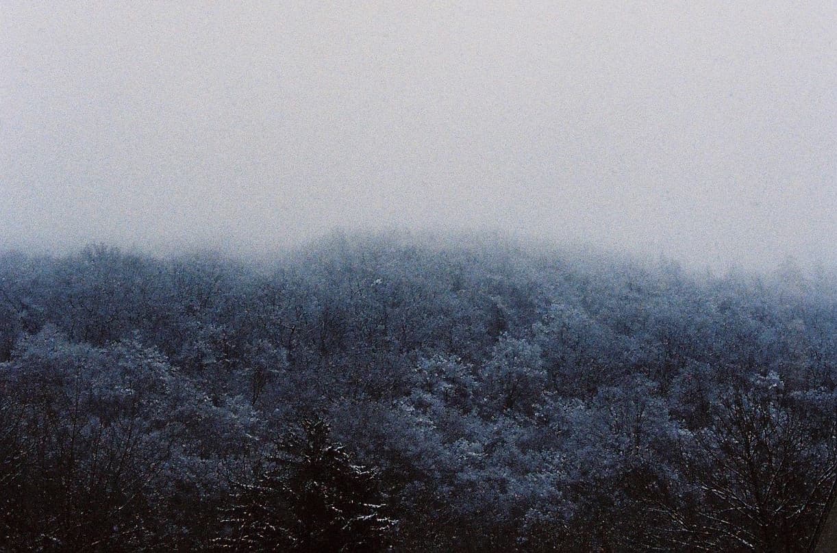 Misty winter forest landscape