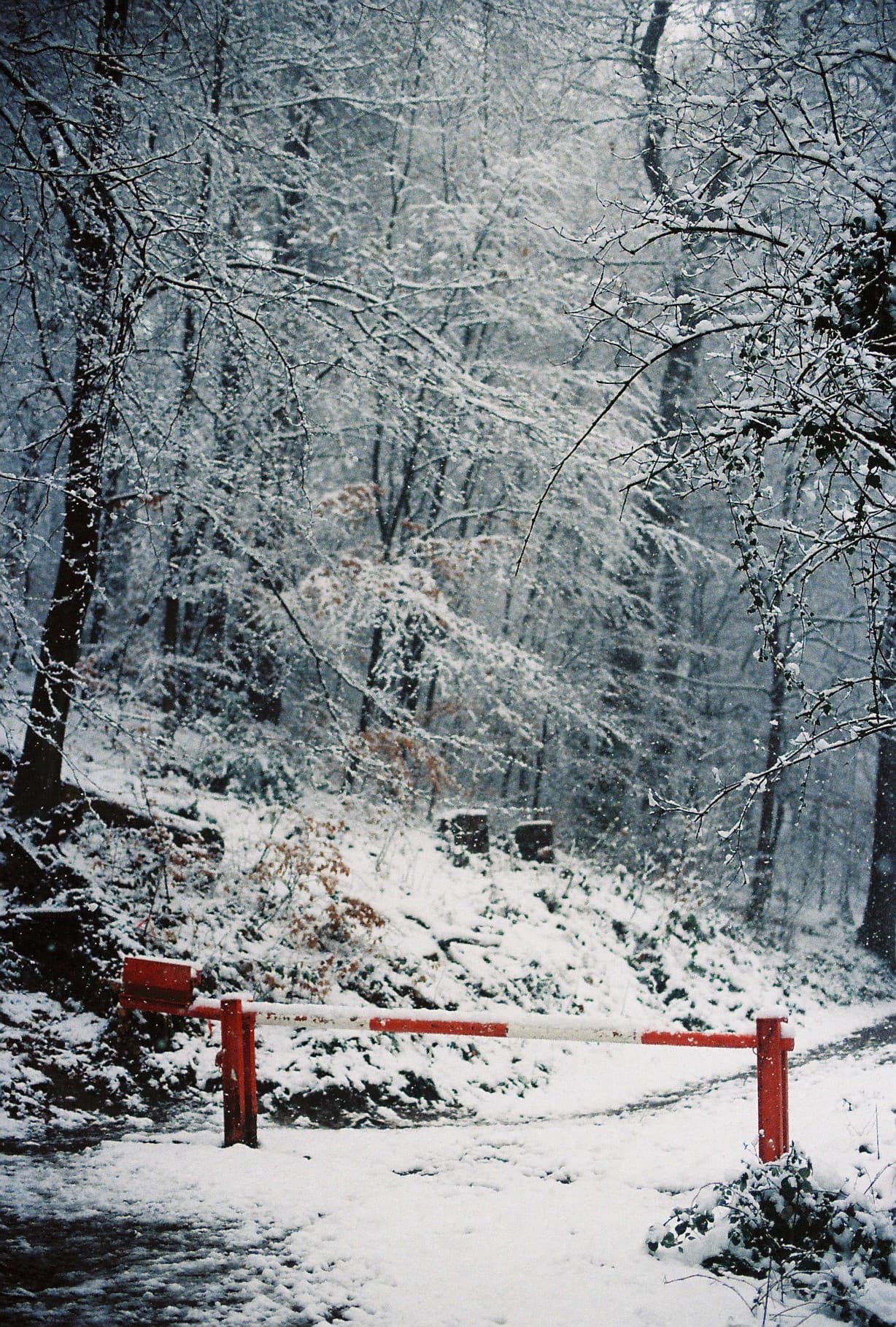 Misty winter forest landscape